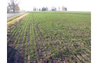 Property photo 9 - 60 Acres Offered in 2 Tracts